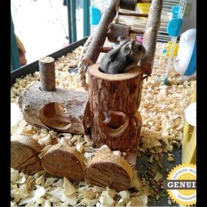 B & P Guinea Pig Toys Natural Wood.NWT